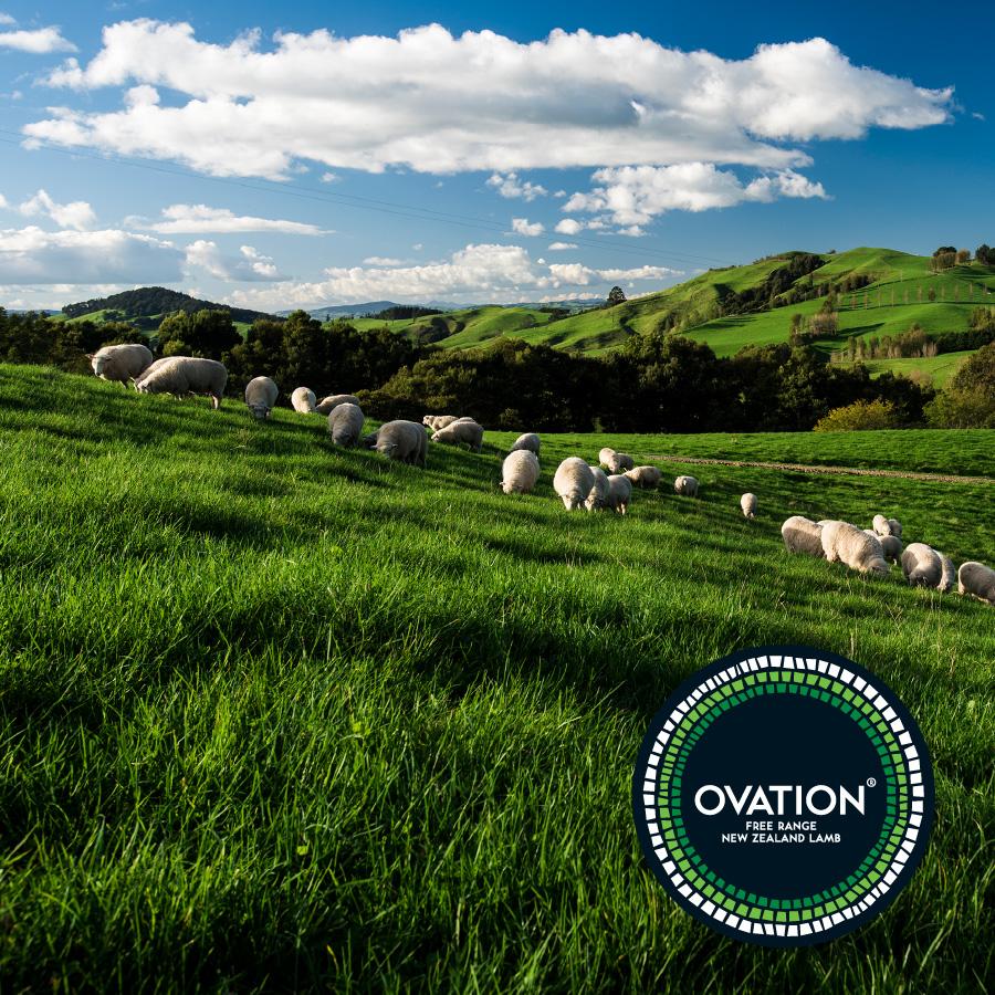 Ovation Lamb from New Zealand